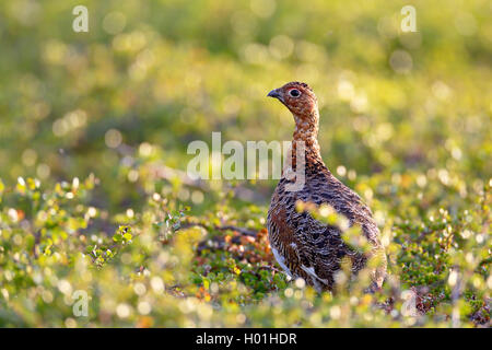 willow grouse (Lagopus lagopus), male standing in the fjell, Norway, Varanger Peninsula Stock Photo