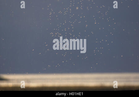 nonbiting midges and gnats (Chironomidae), dancing cloud of midges against the light, Netherlands, Frisia, Ijsselmeer Stock Photo