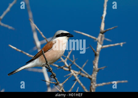 red-backed shrike (Lanius collurio), male sitting in a pricky shrub, side view, Greece, Lesbos Stock Photo