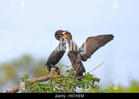 double-crested cormorant (Phalacrocorax auritus), adult bird feeds juvenile bird, USA, Florida, Venice Stock Photo