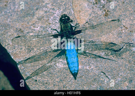 Broad-bodied Chaser, Broadbodied Chaser, Broad bodied chaser (Libellula depressa), male sitting on a stone, view from above, Germany, North Rhine-Westphalia Stock Photo