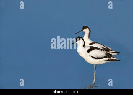 pied avocet (Recurvirostra avosetta), couple standing in shallow water, side view, Netherlands, Northern Netherlands Stock Photo