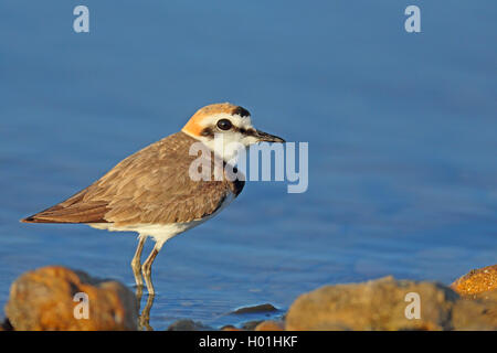 kentish plover (Charadrius alexandrinus), male in breeding plumage, stands at the shore, France, Camargue Stock Photo