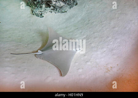 71 Florida Stingray Stock Photos, High-Res Pictures, and Images