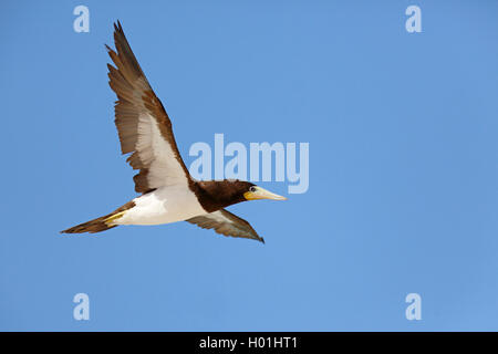brown booby (Sula leucogaster), in flight, Cap Verde Islands, Boavista Stock Photo