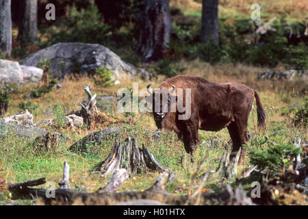 European bison, wisent (Bison bonasus), stands at a clearing, Germany, Bavaria, Bavarian Forest National Park Stock Photo