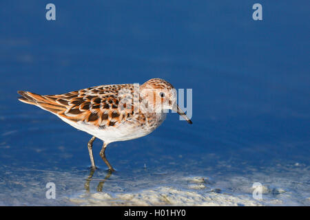 little stint (Calidris minuta), stands in shallow water, Greece, Lesbos Stock Photo