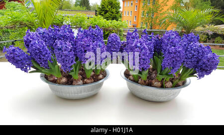 Jacinthe (Hyacinthus orientalis), jacinthes in flower bowls on a desk on a terrace, Germany Stock Photo