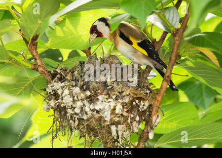 Eurasian goldfinch (Carduelis carduelis), at the nest with nearly fully fledged chicks, Germany, North Rhine-Westphalia Stock Photo