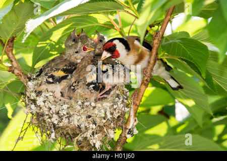 Eurasian goldfinch (Carduelis carduelis), at the nest with nearly fully fledged chicks, Germany, North Rhine-Westphalia Stock Photo
