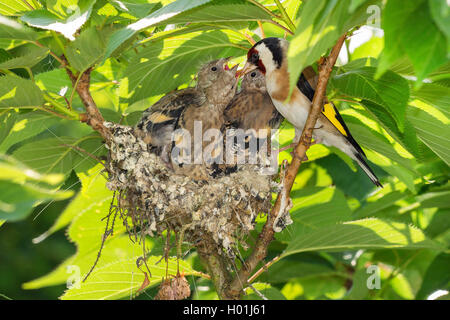 Eurasian goldfinch (Carduelis carduelis), at the nest with nearly fully fledged chicks, Germany, North Rhine-Westphalia Stock Photo