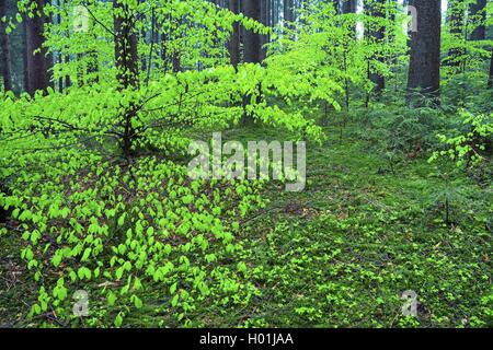 common beech (Fagus sylvatica), spring wood with fresh leaf shoots of beeches, Germany, Bavaria, Oberbayern, Upper Bavaria Stock Photo