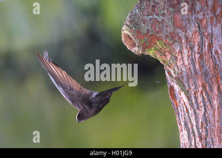 Eurasian swift (Apus apus), takes off the breeding cave in an oak trunk, Germany, Harz Stock Photo