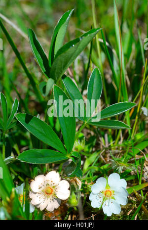 White Cinquefoil (Potentilla alba), blooming, Germany, Bavaria, Oberbayern, Upper Bavaria Stock Photo