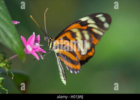 Ismenius Tiger, Tiger Heliconian (Heliconius ismenius), sucking nectar at a blossom, side view Stock Photo