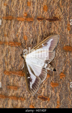 Box Tree Moth (Glyphodes perspectalis, Cydalima perspectalis, Phacellura advenalis, Neoglyphodes perspectalis), sits on bark, Germany Stock Photo