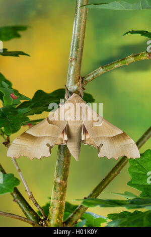 Oak Hawk-moth, Oak Hawkmoth (Marumba quercus, Smerinthus quercus), sits on an oak twig, Germany Stock Photo