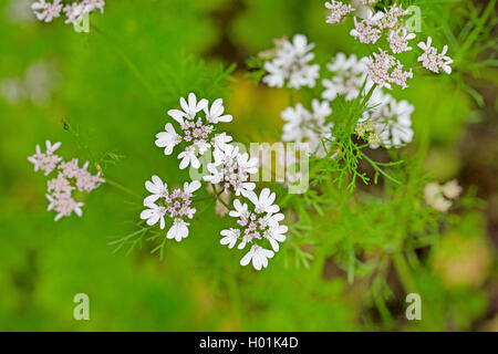 coriander (Coriandrum sativum), blooming Stock Photo