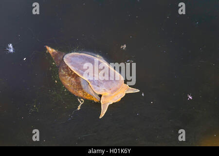 great pondsnail, swamp lymnaea (Lymnaea stagnalis), at water surface, Germany Stock Photo