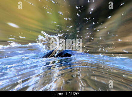 great cormorant (Phalacrocorax carbo), Cormorant diving, Germany Stock Photo