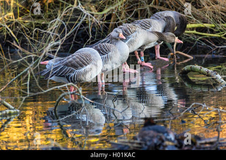 greylag goose (Anser anser), troop resting on a branch in the water, Germany Stock Photo