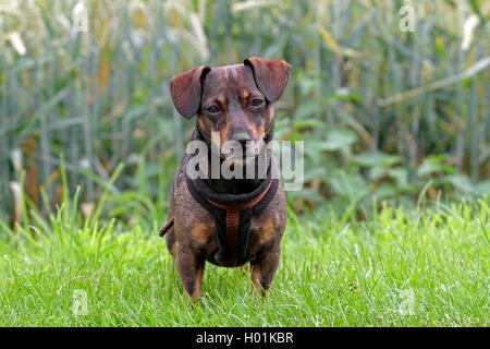 dachshund mixed breed dog, male dog standing in a meadow, Germany Stock Photo