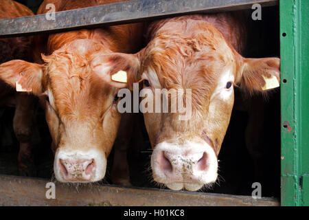 Limousin cattle, domestic cattle (Bos primigenius f. taurus), two bulls in the stable, front view, Germany Stock Photo