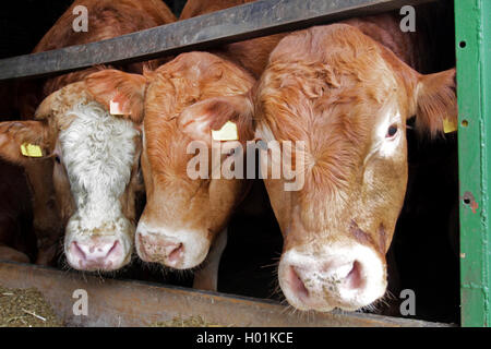 Limousin cattle, domestic cattle (Bos primigenius f. taurus), three bulls in the stable, front view, Germany Stock Photo