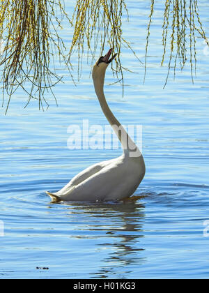 mute swan (Cygnus olor), swimming swan eating willow tree leaves, side view, Germany Stock Photo