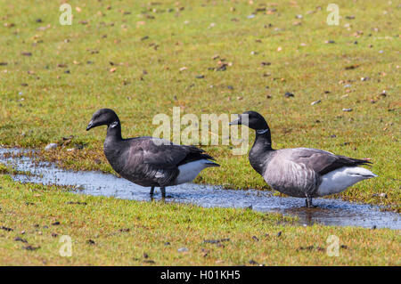 brent goose (Branta bernicla), couple standing in a puddle, side view, Germany, Schleswig-Holstein, Hallig Hooge Stock Photo