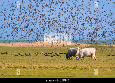 European golden plover (Pluvialis apricaria), flying up flock over a cow pasture on Hallig Hooge, Germany, Schleswig-Holstein, Hallig Hooge Stock Photo