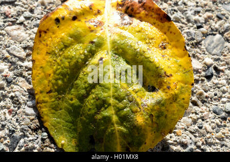 beautiful colorful autumn leaf with water droplets Stock Photo