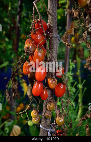 Tomato fungal disease - late blight (Phytophthora infestans). Brown rotting outdoor tomatoes in a garden. Stock Photo