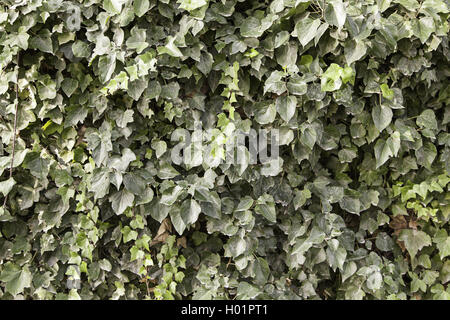 Ivy backgroun in the nature Stock Photo