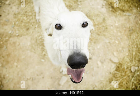 Happy Greyhound, detail of a happy dog, pets Stock Photo