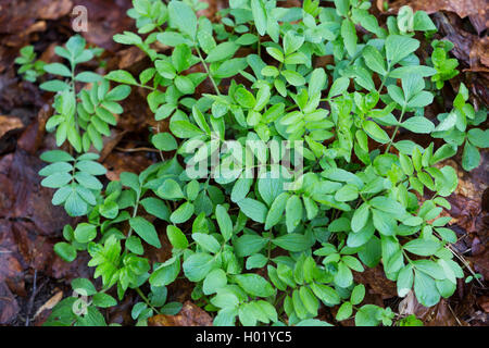 common valerian, all-heal, garden heliotrope, garden valerian (Valeriana officinalis), young leaves, Germany Stock Photo