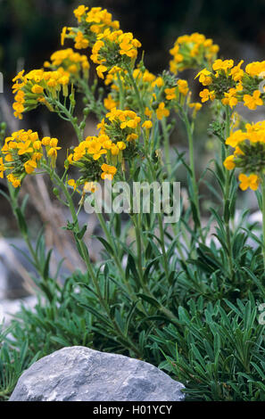 Greek bladderpod (Alyssoides utriculata, Alyssum graecum, Alyssoides graeca, Alyssum utriculatum), blooming Stock Photo
