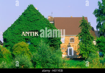 English ivy, common ivy (Hedera helix), greenery for building facades with ivy, Germany Stock Photo