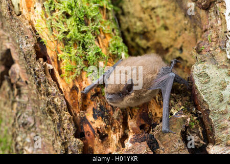 common pipistrelle (Pipistrellus pipistrellus), at a tree, Germany Stock Photo