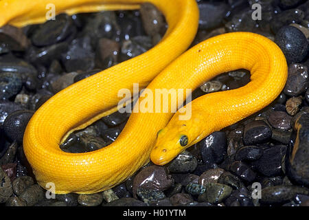 yellow-bellied sea snake, pelagic sea snake (Pelamis platurus), on wet pebbles on the beach, Costa Rica Stock Photo