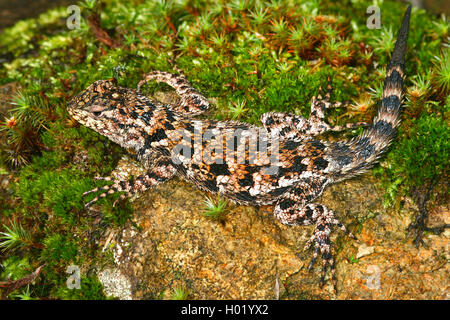 Green Spiny Lizard (Sceloporus malachiticus), female, Costa Rica Stock Photo