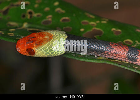 Red-eyed Tree snake (Siphlophis compressus), Portrait, Costa Rica Stock Photo