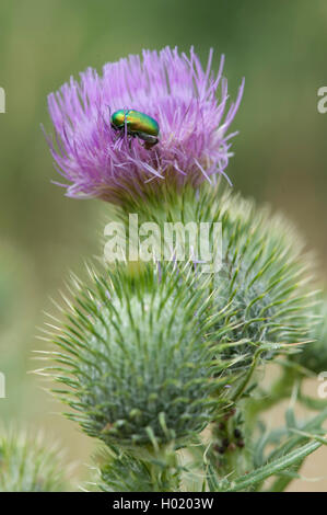 Bull thistle, Common thistle, Spear thistle (Cirsium vulgare, Cirsium lanceolatum), blooming, Germany Stock Photo