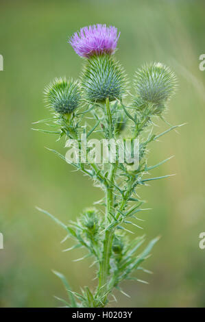 Bull thistle, Common thistle, Spear thistle (Cirsium vulgare, Cirsium lanceolatum), blooming, Germany Stock Photo