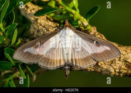 Box Tree Moth (Glyphodes perspectalis, Cydalima perspectalis), on a box tree twig, Austria Stock Photo