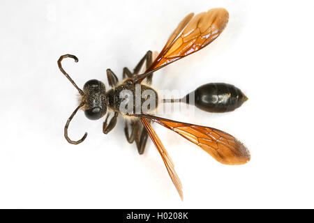 Grass-carrying wasp (Isodontia mexicana), cut-out, Austria Stock Photo