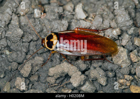 Australian cockroach (Periplaneta australasiae, Blatta australasiae), on the ground, Austria Stock Photo