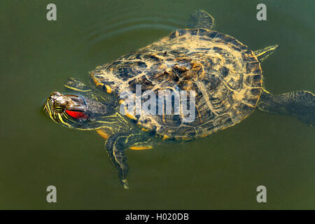 red-eared turtle, red-eared slider (Pseudemys scripta elegans, Trachemys scripta elegans, Chrysemys scripta elegans), swimming, Austria Stock Photo