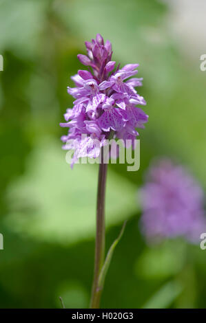 heath spotted orchid (Dactylorhiza maculata, Dactylorhiza maculata ssp. maculata), inflorescence, Austria Stock Photo