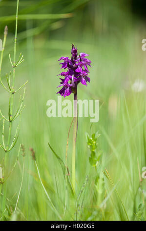 Narrow-leaved marsh-orchid (Dactylorhiza traunsteineri, Orchis traunsteineri), blooming, Austria Stock Photo